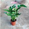 客廳辦公室內(nèi)綠植水培土培盆栽植物 紅掌苗帶花發(fā)貨 四季開(kāi)花包郵