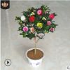 茶花苗 帶花苞 山茶花 盆栽 四季開(kāi)花不斷花卉觀花綠植物室內(nèi)陽(yáng)臺(tái)
