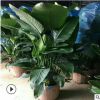 特價(jià)室內(nèi)大型綠植花卉 天堂鳥(niǎo) 盆栽植物 鶴望蘭 吸甲醛 凈化空氣