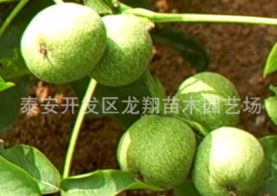現(xiàn)貨供應(yīng) 地栽 庭院果樹苗木 嫁接香玲核桃樹苗 當(dāng)年結(jié)果