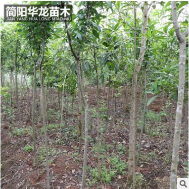 基地出售供應(yīng)海棠苗 量大價低基地直銷 規(guī)格齊全高成活海棠苗
