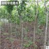 基地出售供應海棠苗 量大價低基地直銷 規格齊全高成活海棠苗