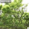 簡陽苗圃供應黃金槐 園林綠化樹木 行道街道樹木高成活黃金槐批發