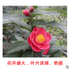 越南四季海棠 大葉越南抱莖茶花 鮑莖茶樹苗四季開花基地批發嫁接