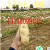 2017年土豆價(jià)格 大量批發(fā)荷蘭 魯引土豆 1 2 3 4 5 6 7 8兩起步