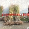 批發(fā)黃金蜜1號(hào)桃樹苗 黃金蜜2號(hào)桃樹苗 黃金蜜3號(hào) 黃金蜜4號(hào)桃苗