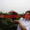 果樹(shù)苗批發(fā) 高糖無(wú)核葡萄苗 巨峰 夏黑 黑提 紅提葡萄苗 當(dāng)年結(jié)果