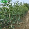 基地桂花樹批發(fā) 八月金桂丹桂 桂花小苗 四季桂花樹苗