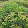 基地 四季金桂花樹苗 桂花樹苗批發(fā) 桂花小苗 規(guī)格齊全