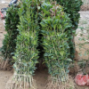 基地批發(fā) 綠化苗木 桂花小苗 金桂桂花苗 桂花樹苗
