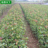 基地供應(yīng) 四季桂花樹小苗 叢生四季桂花樹 桂花樹樹苗