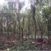 成都樹苗綠化喬木黃金柳垂柳樹苗低價批發(fā)行道樹風景樹綠植庭院