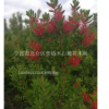 紅千層（澳洲硬枝）寧波柴橋紅千層新品種基地