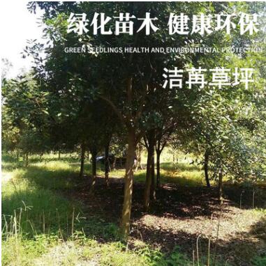 園林植物專(zhuān)業(yè)生產(chǎn)定制批發(fā)櫸樹(shù) 綠色環(huán)保綠化苗木凈化空氣防風(fēng)