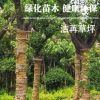 量大從優(yōu)樸樹 潔苒種植場專業(yè)種植批發(fā)定制環(huán)保綠色無污染