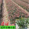 基地直銷紅葉石楠樹(shù)苗工程綠化苗木紅葉石楠球高桿紅葉石楠苗批發(fā)