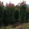 工程綠化紅葉石楠球型柱子 色塊毛球規(guī)格齊全 蕭山基地直銷一站式