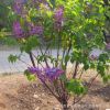 丁香樹(shù)苗批發(fā)庭院觀賞綠植丁香花苗園林工程綠化花木 多色大花
