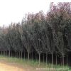 紫葉李基地批發(fā)工程綠化彩色綠籬速生紅葉李樹(shù) 規(guī)格齊全