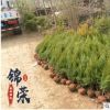 長期批發檜柏塔柏蜀檜小苗 現場供應各種規格綠化工程苗木易成活