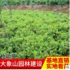杜鵑球毛鵑球 常綠灌木毛娟球 各種規格杜鵑苗 湖南苗木基地批發