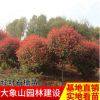 園林地被彩葉綠化工程 紅葉石楠球 紅葉石楠樹苗規格齊全
