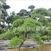 湖南長沙苗圃基地大量供應綠化苗木10-20公分黑松 規格齊全
