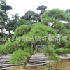 湖南長沙【紅楓苗圃】基地直銷優質苗木青楓量大價優 歡迎訂購