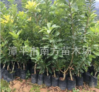 出售果樹(shù)苗木嫁接硬絲楊梅苗 安海早生楊苗