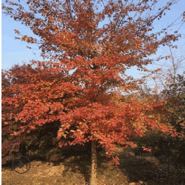 批發(fā)綠化園林工程苗 三角楓樹苗 優(yōu)質(zhì)三角楓小苗 規(guī)格齊全價(jià)格優(yōu)