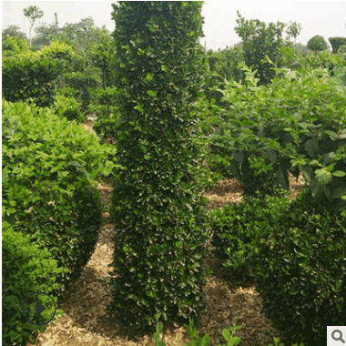 基地長期供應優(yōu)質大葉黃楊柱 工程綠化大葉黃楊柱 綠籬灌木價格優(yōu)