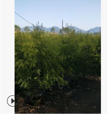 大量供應黃金寶樹黃金寶樹大規格齊全黃金寶樹