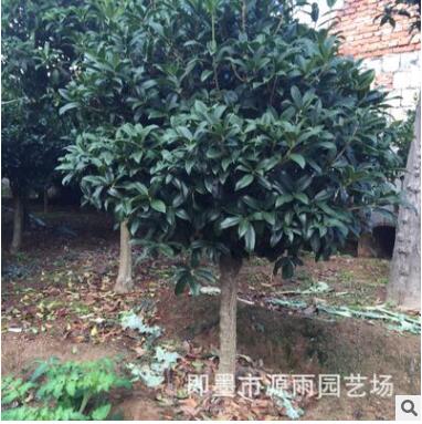 批發(fā)精品嫁接青島即墨嶗山桂花 種類齊全 成活率高