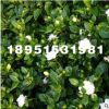 批發(fā)盆栽花卉梔子花苗 梔子花盆栽 梔子花三年苗當(dāng)年開花量大優(yōu)惠