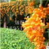 炮仗花苗藤美麗易養(yǎng)藤本炮仗花