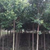 供應1-3大葉女貞