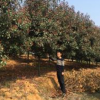 供應8公分紅葉石楠樹