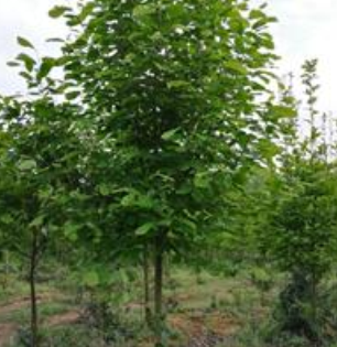 征地低價拋售，移栽紫玉蘭，地徑3-8公分，價格電議