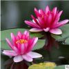 批發 水生植物 睡蓮塊徑 工程用 池塘睡蓮 水生花卉