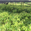 供應金絲楠50公分以上袋苗