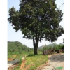 福建特大廣玉蘭65cm
