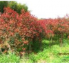 福建紅葉石楠樹*新報價/紅葉石楠樹圖片