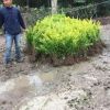 供應金葉女貞苗 紅葉小檗 黃楊 小葉女貞工程綠化苗
