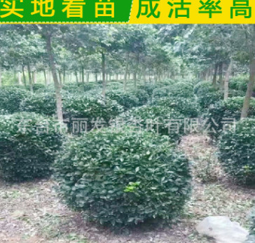 供應大葉黃楊球 冬青球規格齊全  大葉黃楊