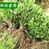 批苗圃直銷海棠小苗 根系發達 苗圃直銷海桐小苗