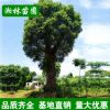 基地批發 香樟 香樟樹 c樹 多桿香樟 基地移栽 四季常青