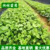批發工程用苗 八角金盤杯苗綠化苗木 優質八角金盤小苗 園林