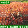 供應園林綠化紅葉石楠 紅葉石楠苗 紅葉石楠樹苗 工程苗