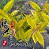供應(yīng)園林工程苗木 金葉錦帶苗批發(fā) 紅王子錦帶 規(guī)格齊全價(jià)格從優(yōu)