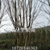 大小規格叢生紫薇基地